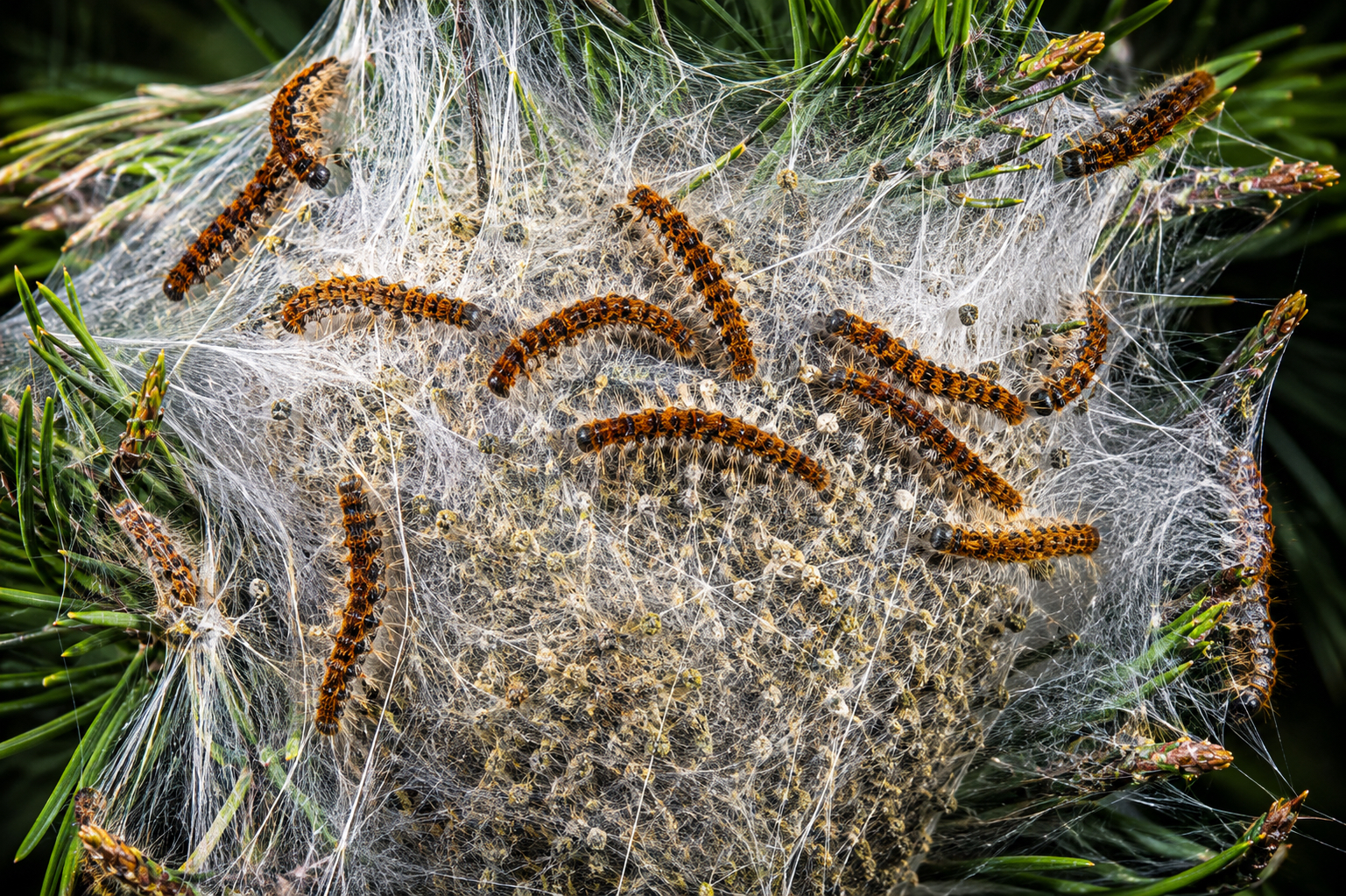 Nid de chenilles processionnaires dans un pin — Île-de-France